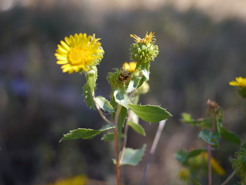 Grindelia subalpina Greene