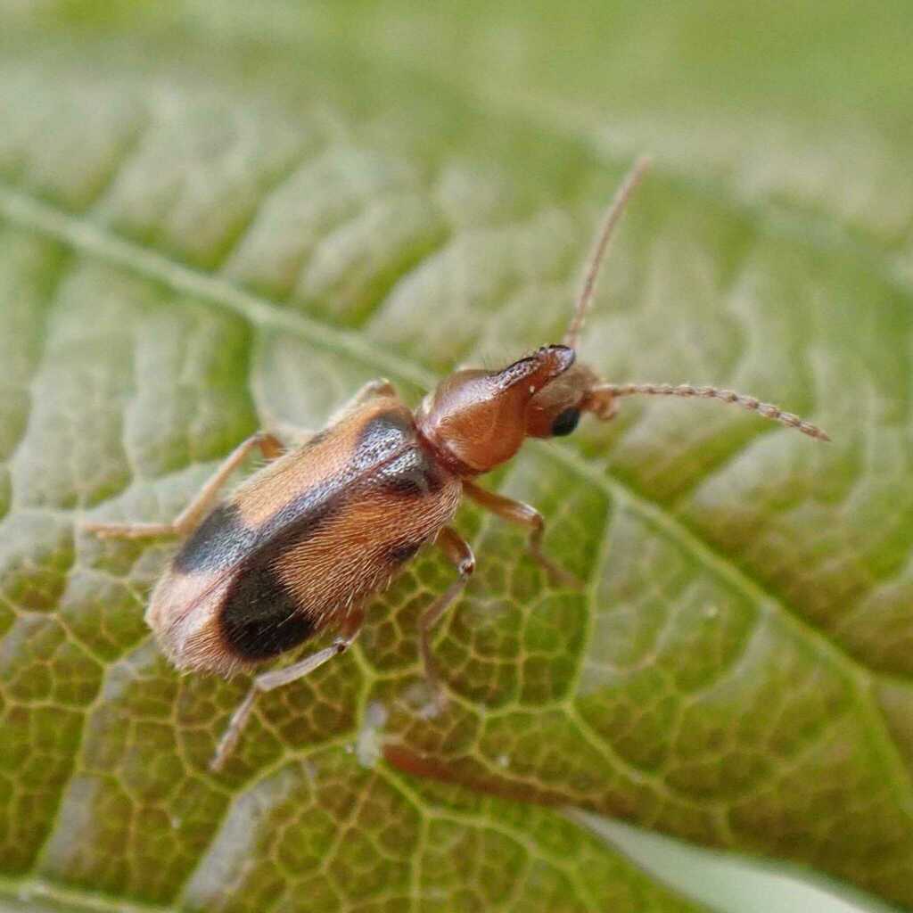 monoceros beetle from Bezirk Reinickendorf, Berlin, Deutschland on May ...