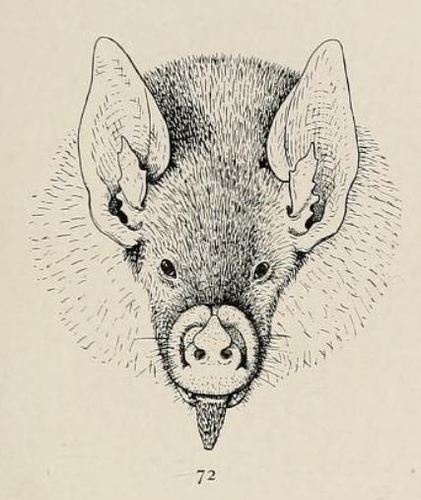 Buffy Flower Bat