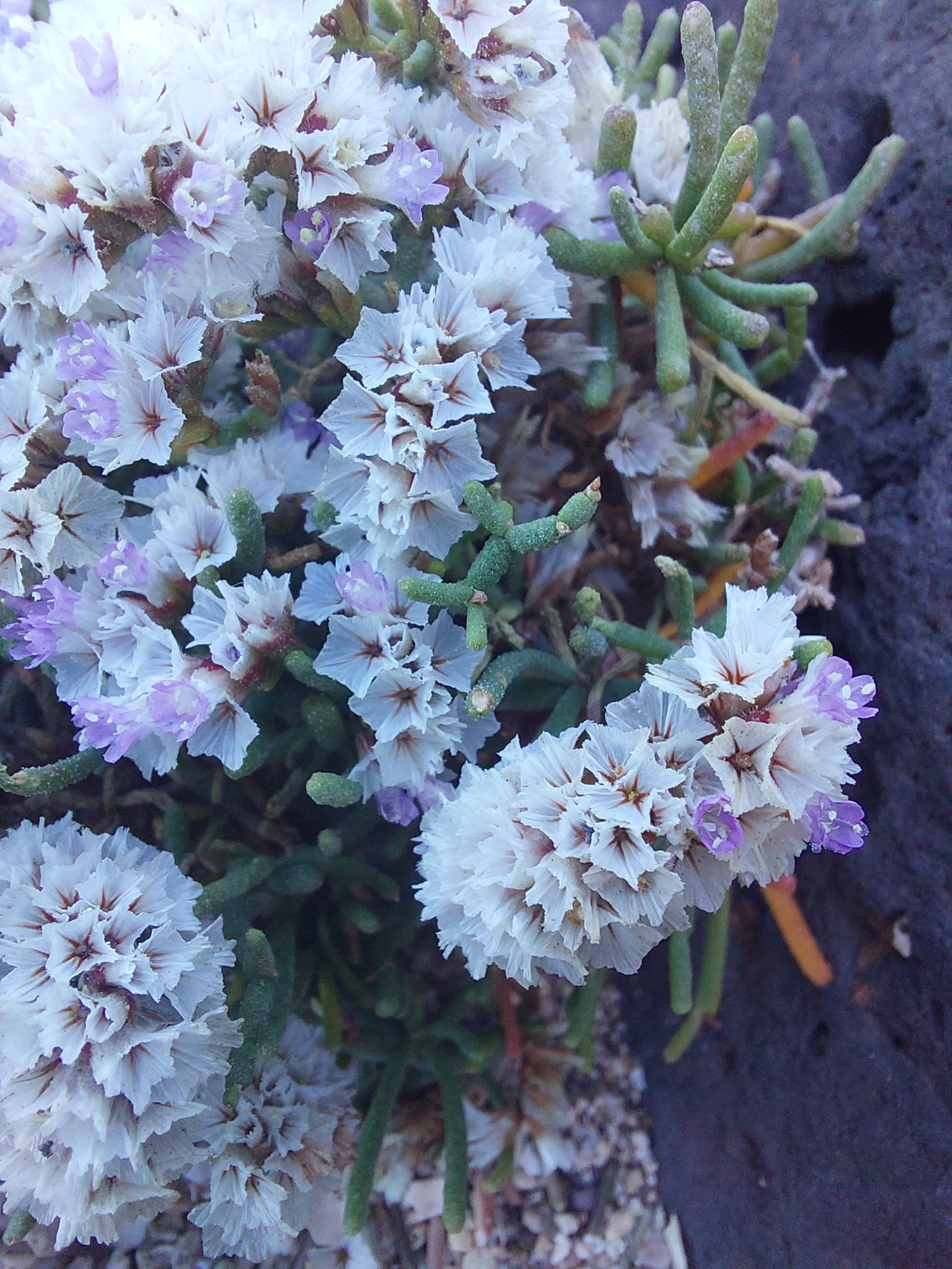 Limonium papillatum
