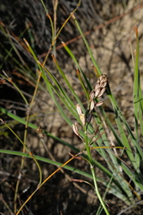 Trachyandra gracilenta