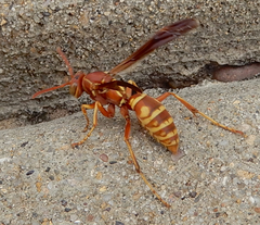Polistes apachus texanus