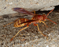 Polistes apachus texanus