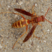 "Texanus" Paper Wasp - Photo (c) ellen hildebrandt, some rights reserved (CC BY-NC), uploaded by ellen hildebrandt