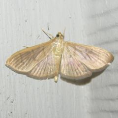 Patania silicalis
