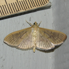 Patania silicalis
