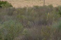 Albuca clanwilliamae-gloria