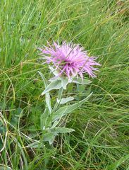 Centaurea uniflora