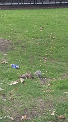 Sciurus carolinensis