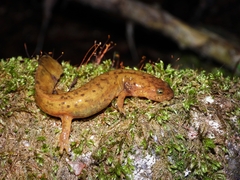 Wushan Salamander photo 2