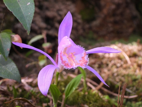 Pleione bulbocodioides, 2023-04-30