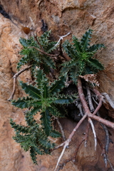 Berkheya tysonii