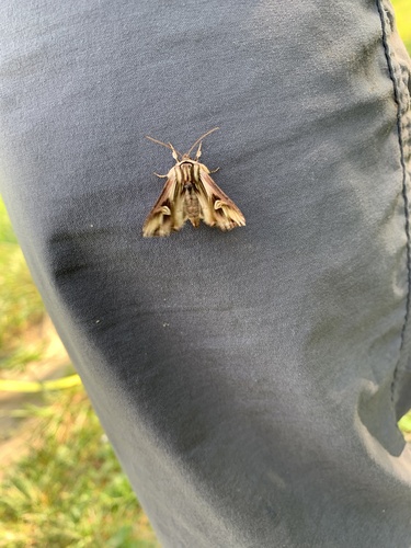Actinotia polyodon