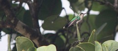 Cynanthus forficatus