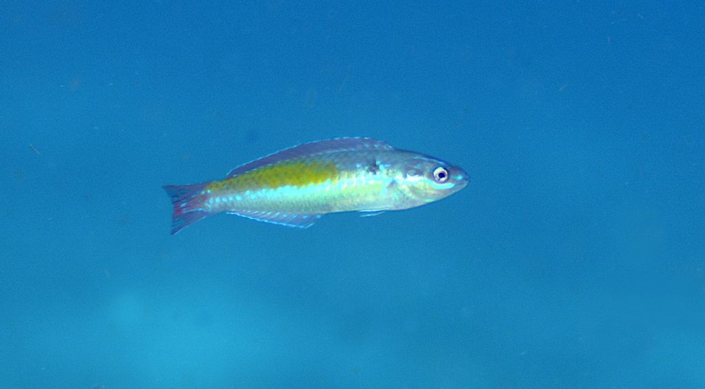Social Wrasse