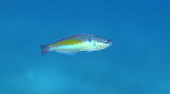 Halichoeres socialis