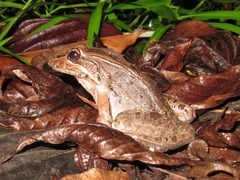Leptodactylus bolivianus