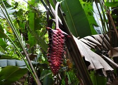 Heliconia mariae image