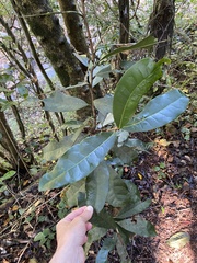 Natal Climbing Tree (Acridocarpus natalitius)
