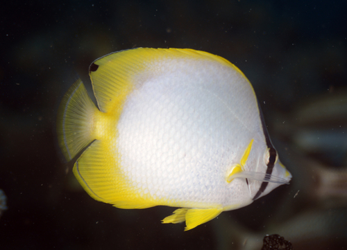 Spotfin Butterflyfish