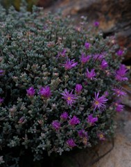 Lampranthus dregeanus