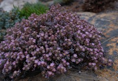 Oscularia cedarbergensis