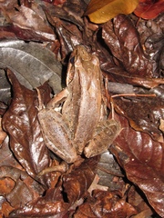 Leptodactylus bolivianus