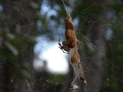 Araneae