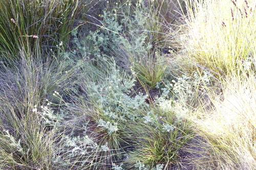 Image of Nidorella pinnatifida by (c) Tony Rebelo, some rights reserved (CC BY-SA)