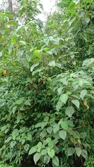 Acalypha angatensis