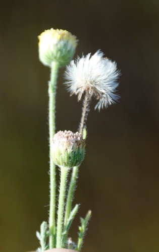 Coast Vleiweed (Nidorella pinnatifida)