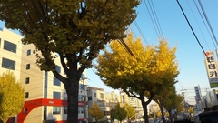 Ginkgo biloba