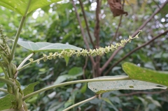 Acalypha angatensis