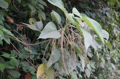 Acalypha angatensis