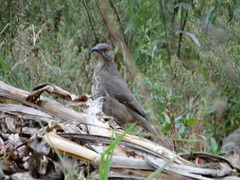 Toxostoma curvirostre