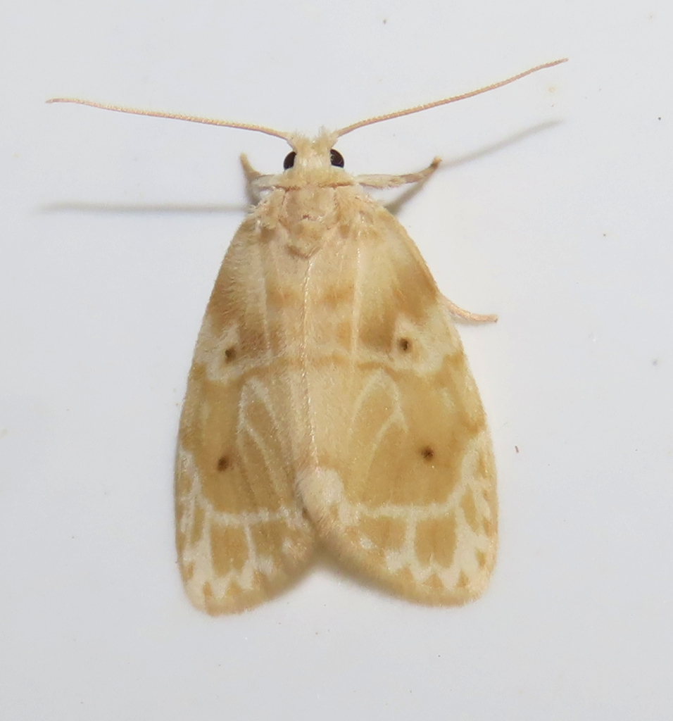 Schistophleps bipuncta