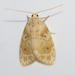 Schistophleps bipuncta - Photo (c) pahk, μερικά δικαιώματα διατηρούνται (CC BY-NC)