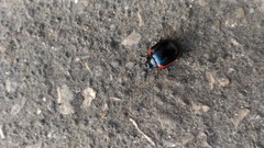 Chrysolina rossia