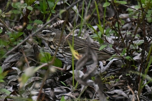 Olive-backed Pipit