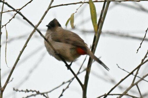 Sooty-headed Bulbul
