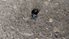 Chrysolina rossia