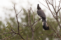 Corythaixoides leucogaster