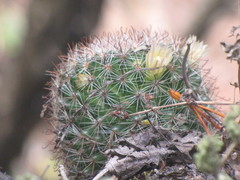 Mammillaria jaliscana jaliscana