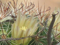 Mammillaria jaliscana jaliscana