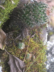 Mammillaria jaliscana jaliscana