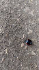 Chrysolina rossia