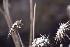 Polistes dorsalis californicus