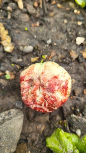 Photo of Oak Apple Gall Wasp (Biorhiza pallida)