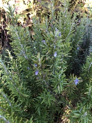 Rosmarinus