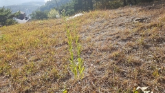 Turritis glabra